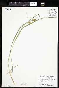 Carex hystericina image