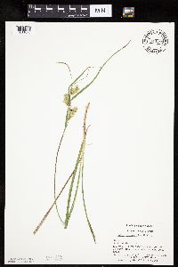 Carex hystericina image
