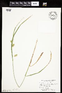 Carex hystericina image
