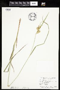 Carex hystericina image