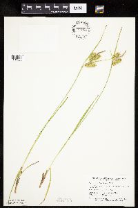 Carex hystericina image