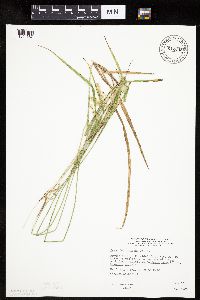 Carex hystericina image