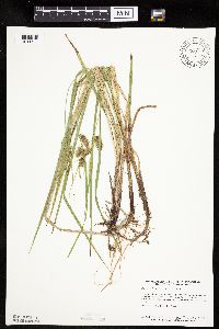 Carex hystericina image