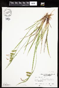Carex hystericina image