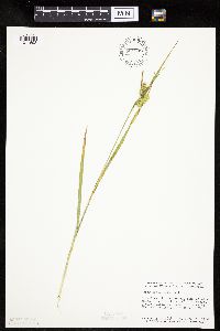 Carex hystericina image