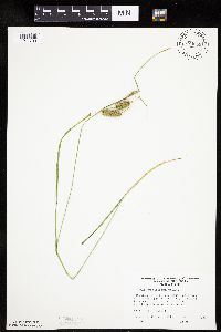 Carex hystericina image