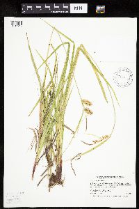 Carex hystericina image