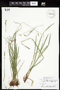 Carex castanea image