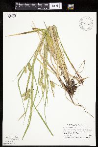 Carex hystericina image