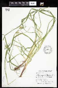 Carex hystericina image