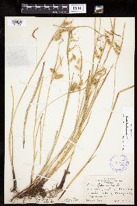 Carex hystericina image