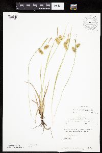 Carex hystericina image