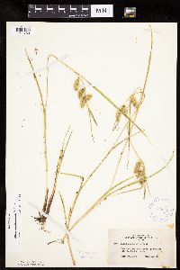 Carex hystericina image