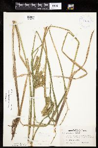 Carex hystericina image
