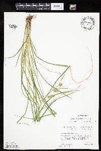 Carex hystericina image