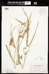 Carex hystericina image