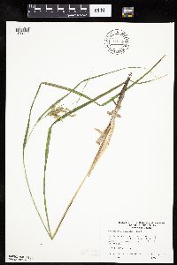 Carex hystericina image
