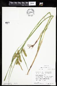 Carex hystericina image