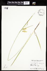 Carex hystericina image