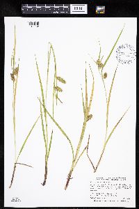 Carex hystericina image