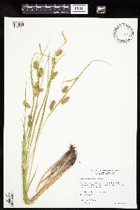 Carex hystericina image