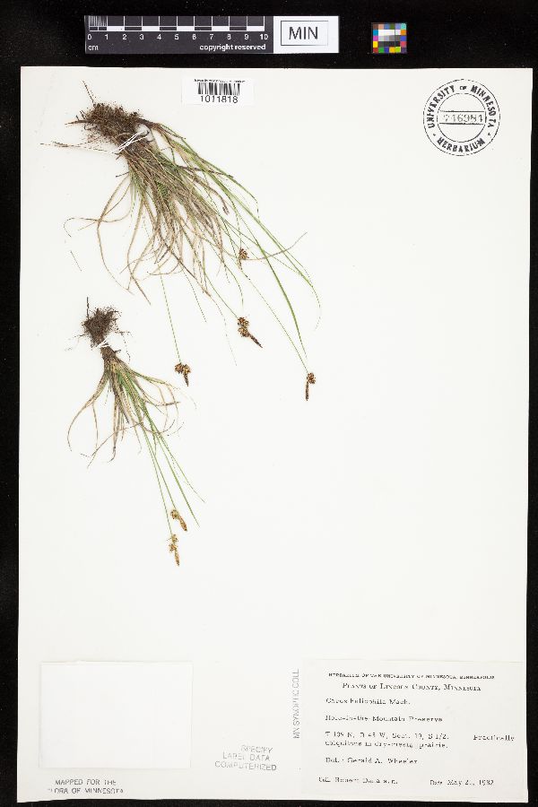 Carex inops image