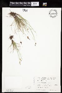 Thumbnail image of current specimen
