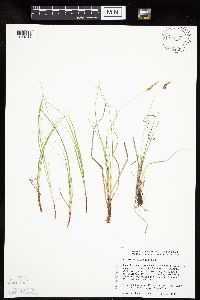 Carex inops image