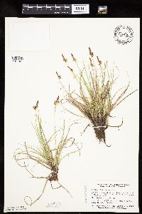 Carex inops image
