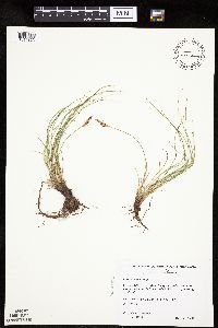 Carex inops image