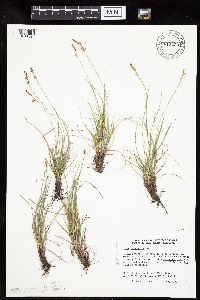 Carex inops image