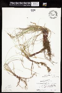 Carex inops image