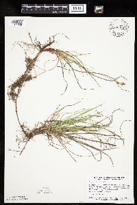 Carex inops image