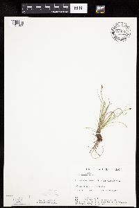 Carex inops image