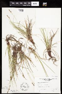 Carex inops image