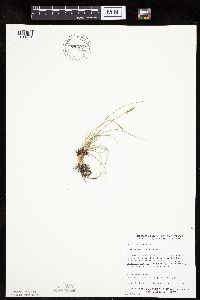 Carex inops image