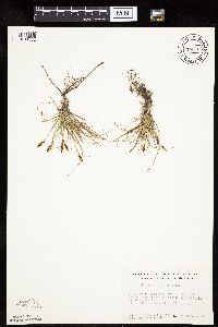 Carex inops image