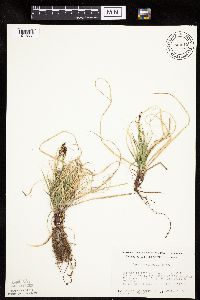 Carex inops image