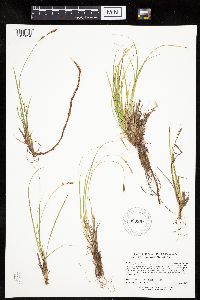 Carex inops image