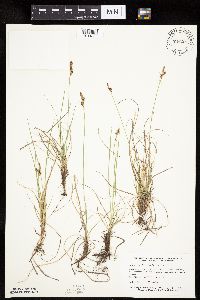 Carex inops image