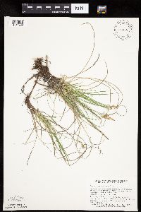 Carex inops image