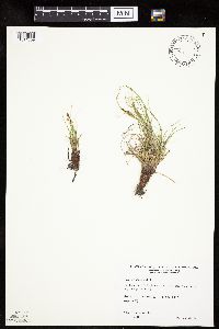 Carex inops image