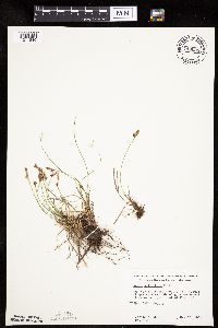 thumbnail image of current specimen