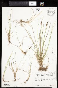 Carex inops image