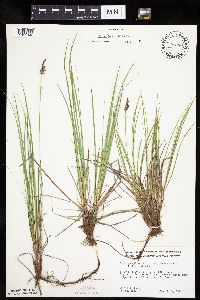 Carex inops image