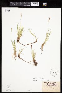 thumbnail image of current specimen