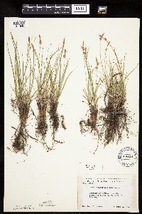 Carex inops image