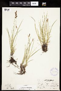 Carex inops image
