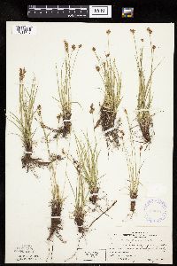 Carex inops image