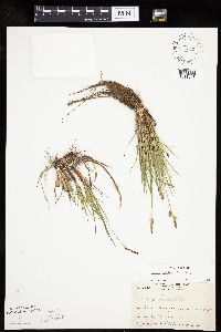 Carex inops image